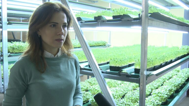 /Видео/Вернулись из Европы и стали выращивать микрозелень. Как семья из Чадыр-Лунги основала первую в Гагаузии сити-ферму