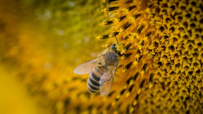 В Молдове запустили систему защиты пчел BeeProtect: пчеловоды и сельхозпроизводители должны зарегистрироваться