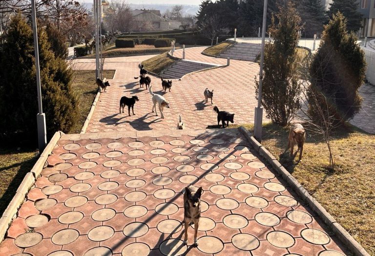 «Усыпление животных – не борьба с причиной». Общественные организации выступили против законопроекта об эвтаназии бездомных животных «Усыпление животных – не борьба с причиной». Общественные организации выступили против законопроекта об эвтаназии бездомных животных