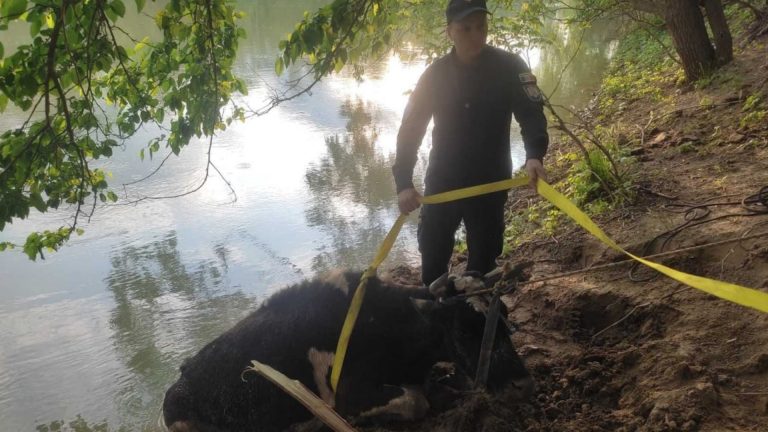В Унгенском районе спасатели вытащили из реки тонущую корову