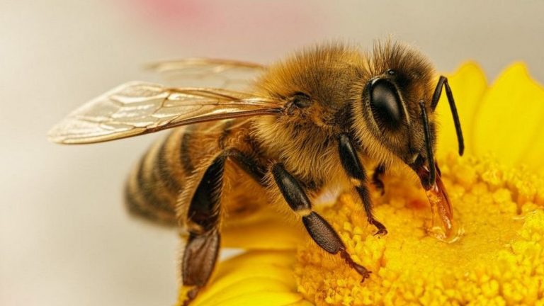 Гагаузским аграриям и пчеловодам рассказали о работе системы защиты пчел BeeProtect