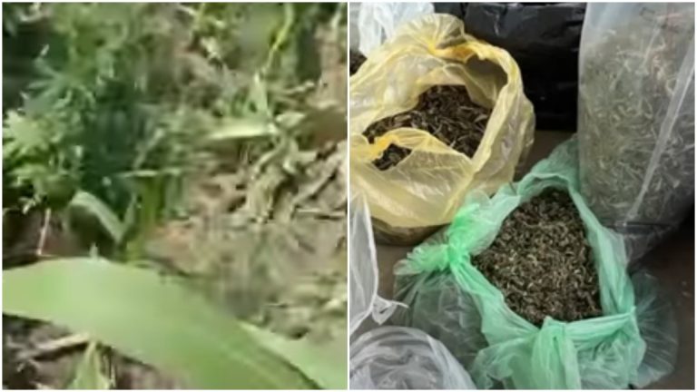 /Видео/ В Кантемирском районе двое мужчин выращивали коноплю в поле. У них изъяли наркотики на 1 млн леев /Видео/ В Кантемирском районе двое мужчин выращивали коноплю в поле. У них изъяли наркотики на 1 млн леев