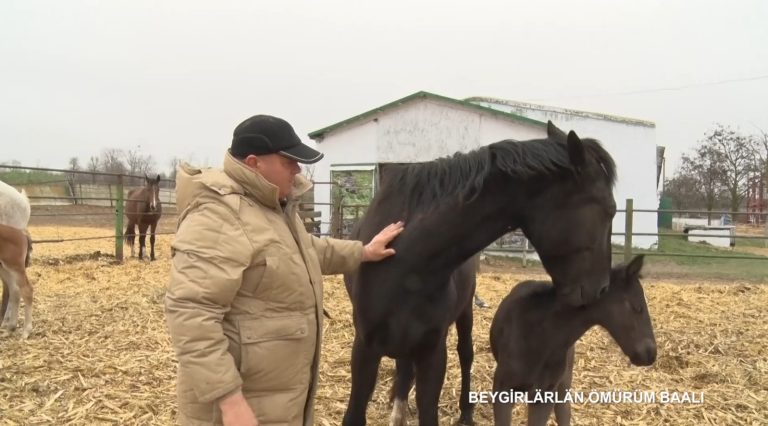 Konstantin Keleş hem onun yaşamasında en sevgili hayvannarı beygirlär