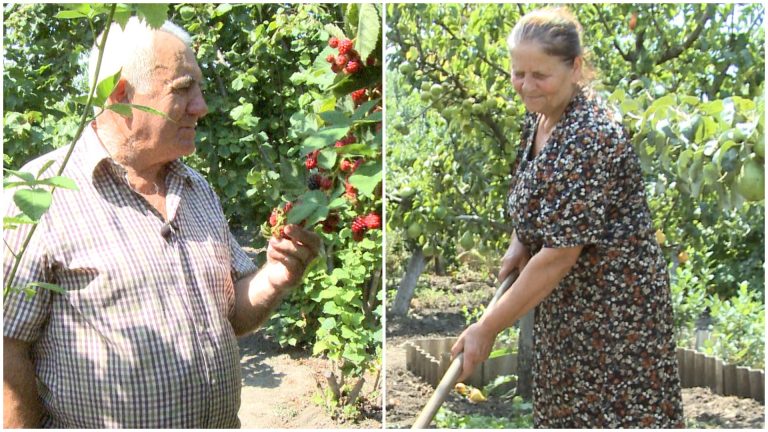 /Видео/ Актинидия, фейхоа и гранат: в экзотическом саду семьи из Чок-Майдана растут более 200 видов фруктов и ягод /Видео/ Актинидия, фейхоа и гранат: в экзотическом саду семьи из Чок-Майдана растут более 200 видов фруктов и ягод