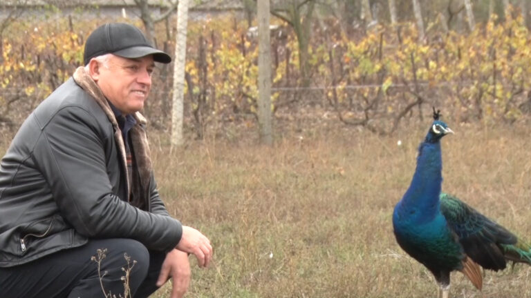 /Видео/ «Это хобби всей жизни». История жителя села Капаклия, который разводит дома декоративную птицу /Видео/ «Это хобби всей жизни». История жителя села Капаклия, который разводит дома декоративную птицу