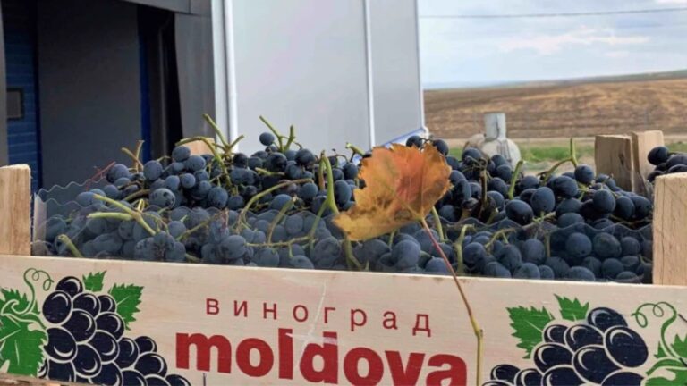 Каким запасом винограда для экспорта располагает Молдова Каким запасом винограда для экспорта располагает Молдова
