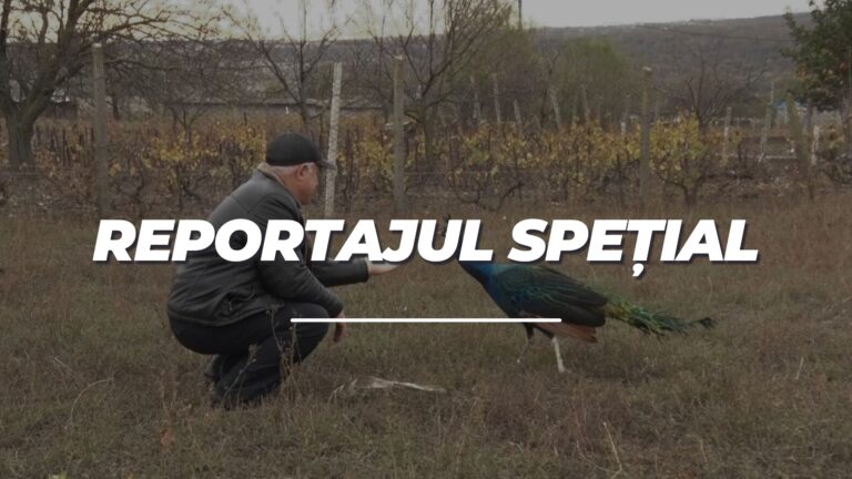 Reportajul special | Despre Mihai Postu care se ocupă cu creștera păsărilor decorative