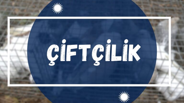 Çiftçilik | Выращивание микрозелени и технологии гидропоники в отрасли сельского хозяйства.