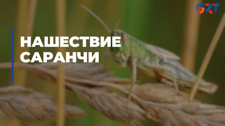 УГРОЗА НАШЕСТВИЯ САРАНЧИ В ГАГАУЗИИ УГРОЗА НАШЕСТВИЯ САРАНЧИ В ГАГАУЗИИ