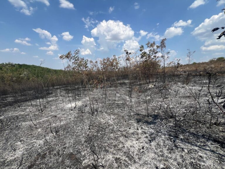 ПОТРЕБУЕТСЯ 7 ЛЕТ И БОЛЕЕ 600 ТЫС. ЛЕЕВ, ЧТОБЫ ВОССТАНОВИТЬ ЛЕС ДО ЕГО ПРЕЖНЕГО СОСТОЯНИЯ. ВЛАСТИ ОЦЕНИЛИ УЩЕРБ ОТ ПОЖАРА В КАГУЛЕ ПОТРЕБУЕТСЯ 7 ЛЕТ И БОЛЕЕ 600 ТЫС. ЛЕЕВ, ЧТОБЫ ВОССТАНОВИТЬ ЛЕС ДО ЕГО ПРЕЖНЕГО СОСТОЯНИЯ. ВЛАСТИ ОЦЕНИЛИ УЩЕРБ ОТ ПОЖАРА В КАГУЛЕ
