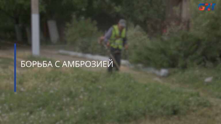 БОРЬБА С АМБРОЗИЕЙ БОРЬБА С АМБРОЗИЕЙ