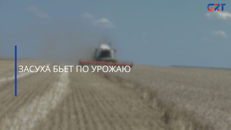 ЗАСУХА БЬЕТ ПО УРОЖАЮ
