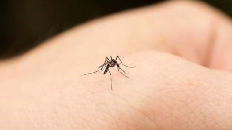 В РЕСПУБЛИКЕ МОЛДОВА ЗАРЕГИСТРИРОВАНЫ ДВА НОВЫХ СЛУЧАЯ ЗАРАЖЕНИЯ ВИРУСОМ ЗАПАДНОГО НИЛА