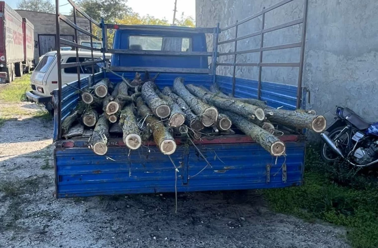 В МОЛДОВЕ ВЫЯВИЛИ СЛУЧАЙ НЕЗАКОННОЙ ВЫРУБКИ И ПЕРЕВОЗКИ ДРЕВЕСИНЫВ В МОЛДОВЕ ВЫЯВИЛИ СЛУЧАЙ НЕЗАКОННОЙ ВЫРУБКИ И ПЕРЕВОЗКИ ДРЕВЕСИНЫВ