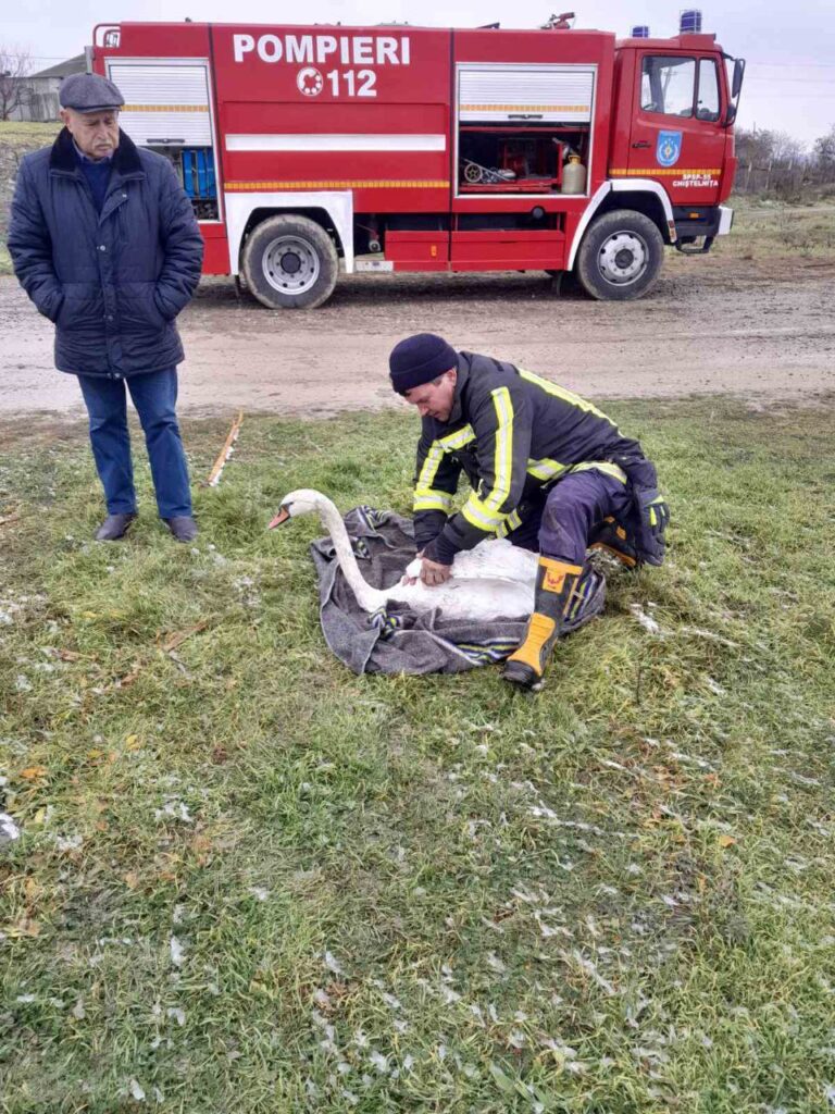 (ФОТО) СПАСАТЕЛИ ПОМОГЛИ РАНЕНОМУ ЛЕБЕДЮ В ТЕЛЕНЕШТСКОМ РАЙОНЕ